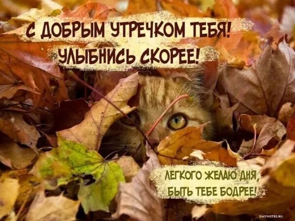 Картинки доброе утро осенние прикольные смешные бесплатно Доброе утро, друзья ☕ 2023 Взаимопомощь автомобилистов Калуги ВКонтакте