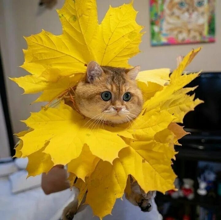 Картинки доброе утро осенние прикольные смешные бесплатно Pin by Bokrasheva on Осень Animals, Cats, Cute cats