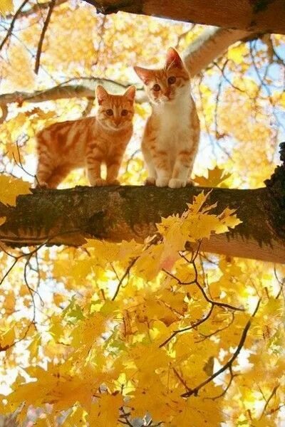 Картинки доброе утро осенние с котиками Осенние коты Beautiful cats, Orange tabby cats, Cute cats