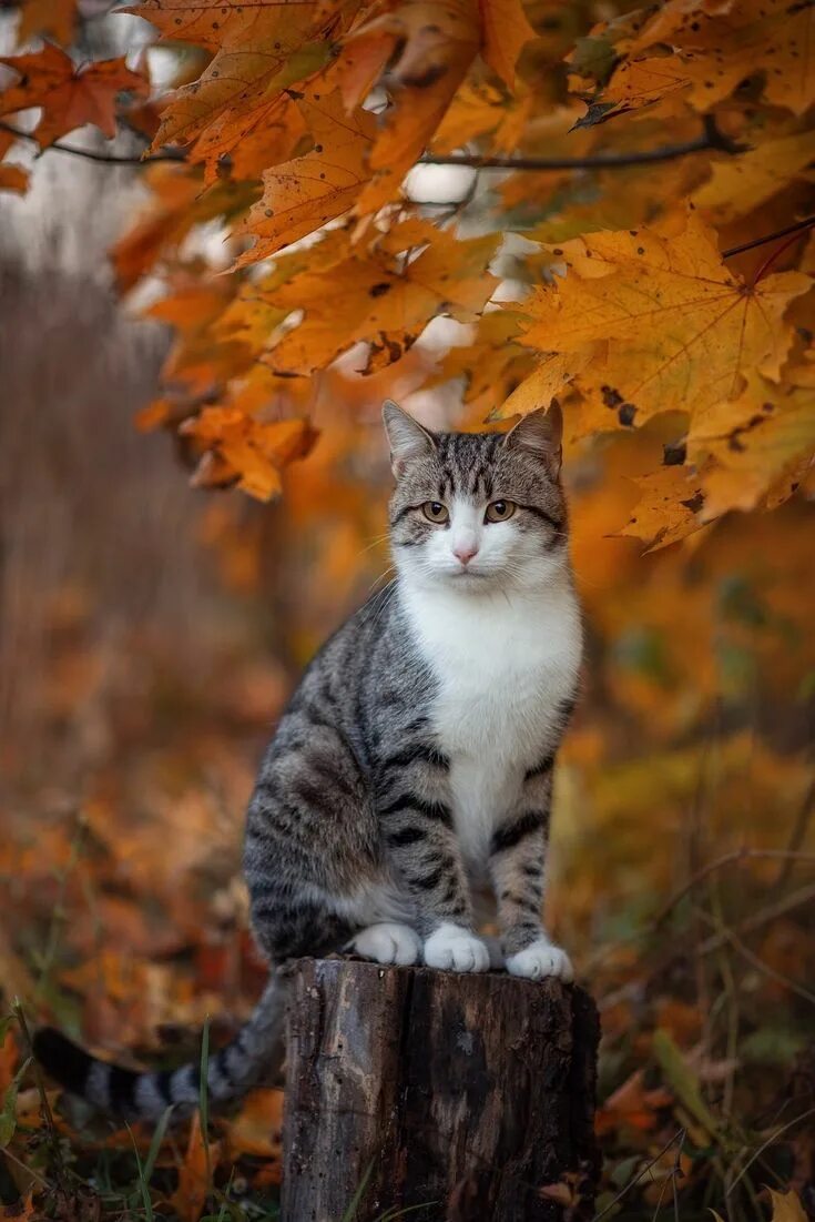 Картинки доброе утро осенние с котиками Кот в осеннем саду. Cute cats and dogs, Beautiful cats, Pretty cats