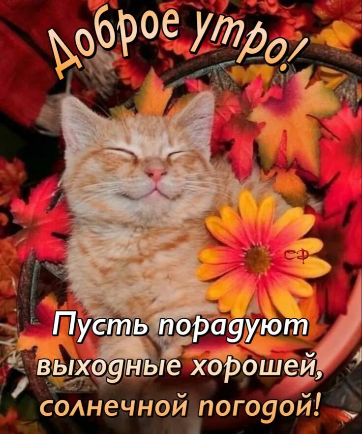 Картинки доброе утро осенние с котиками Пин от пользователя Екатерина на доске Доброе утро Доброе утро, Субботы, Милые р