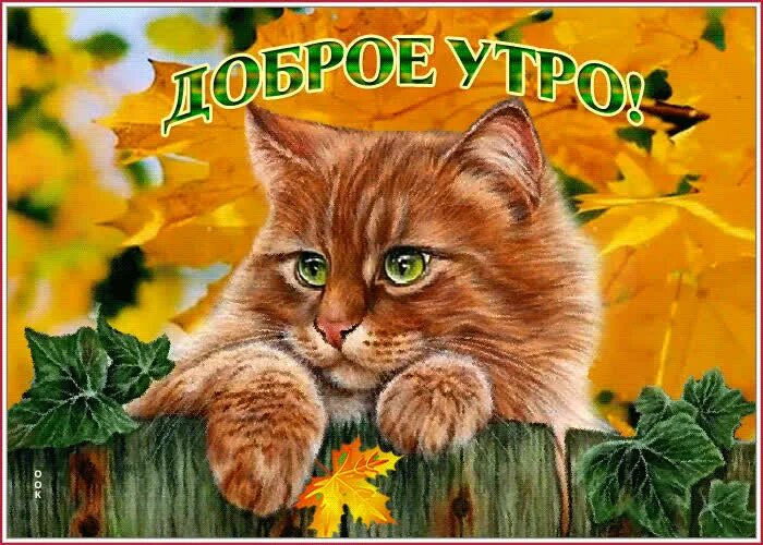Картинки доброе утро осенние с котиками Открытка доброе утро с осенью и котом- Скачать бесплатно на otkritkiok.ru