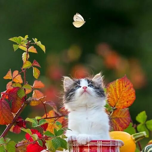 Картинки доброе утро осенние с котиками Pin by Maggie Beer on Cool Cats Cute cats, Funny cute cats, Funny cats