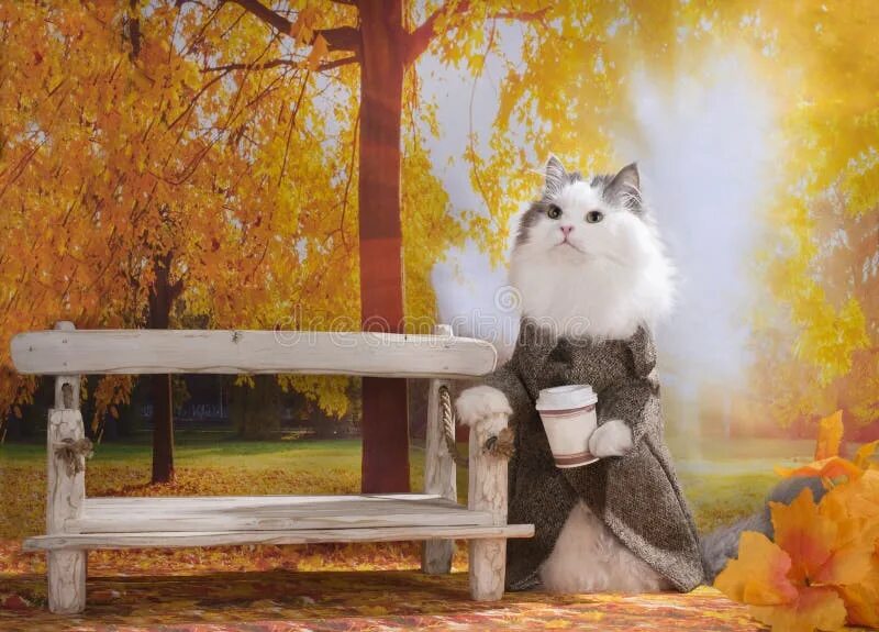 Картинки доброе утро осенние с котиками Cat with Morning Coffee Walks in Autumn Park Stock Photo - Image of animal, fait