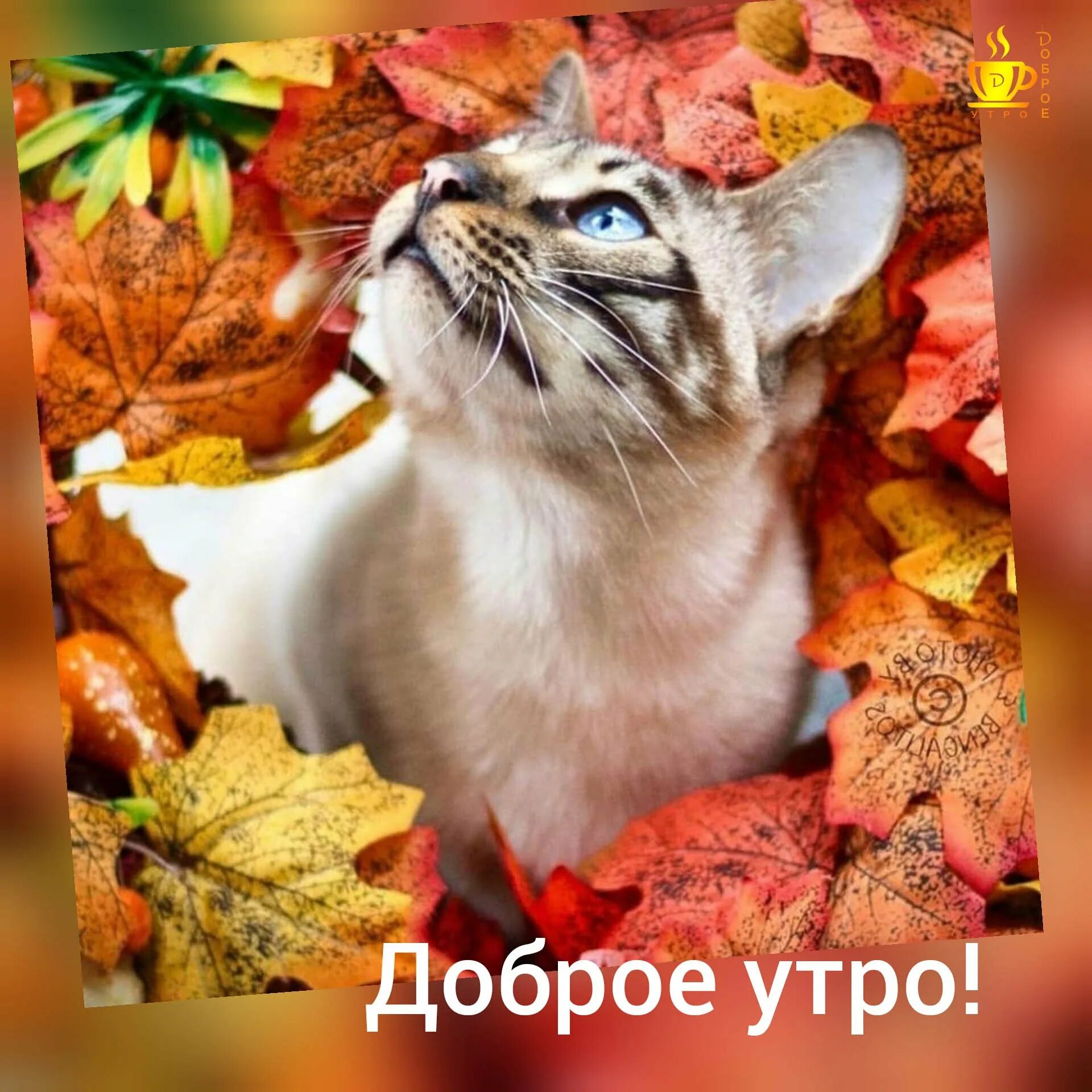 Картинки доброе утро осенние с котиками Доброе утро осень с кошками: найдено 90 изображений