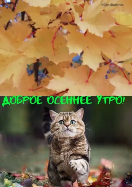 Картинки доброе утро осенние с котиками Доброе Осеннее Утро Котик - 66 фото