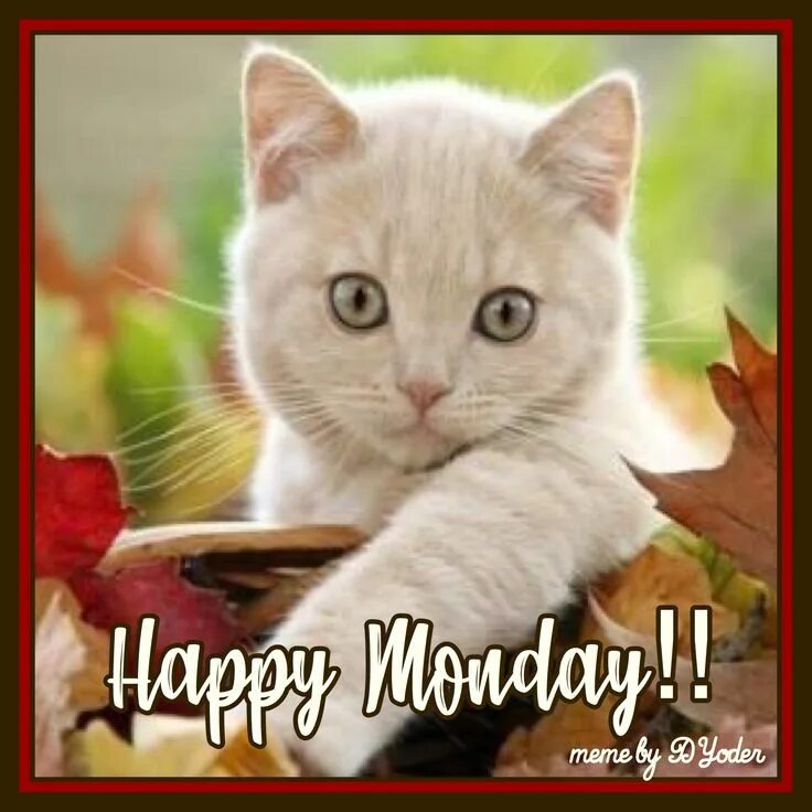Картинки доброе утро осенние с котиками Happy Monday!! Cat in leaves Cats, Pretty cats, Cute cats and kittens