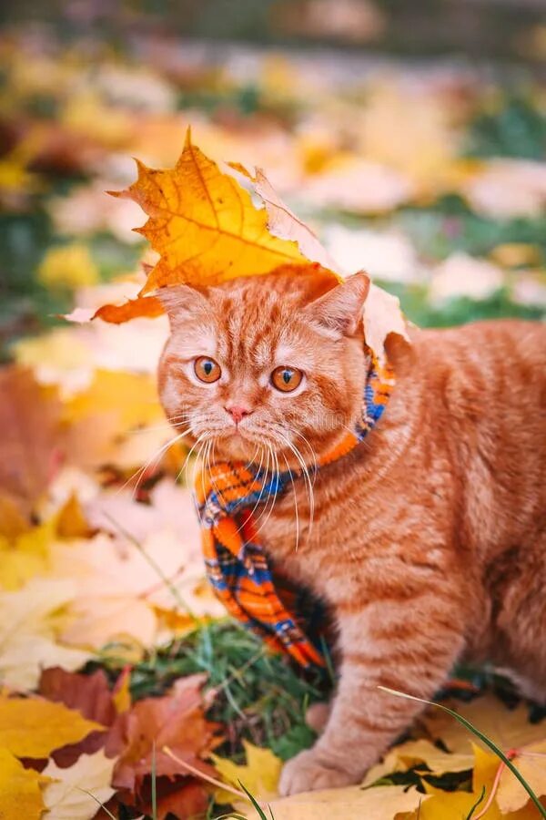 Картинки доброе утро осенние с котиками Beautiful Red British Cat with Yellow Eyes N a Blue Scarf Outdoor. Autumn Cat in