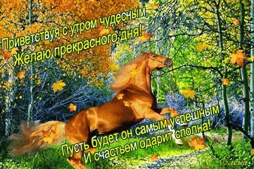 Картинки доброе утро осенние с лошадками пожеланиями Приветствуя с утром чудесным, желаю прекрасного дня! Пу Открытки, Доброе утро, О