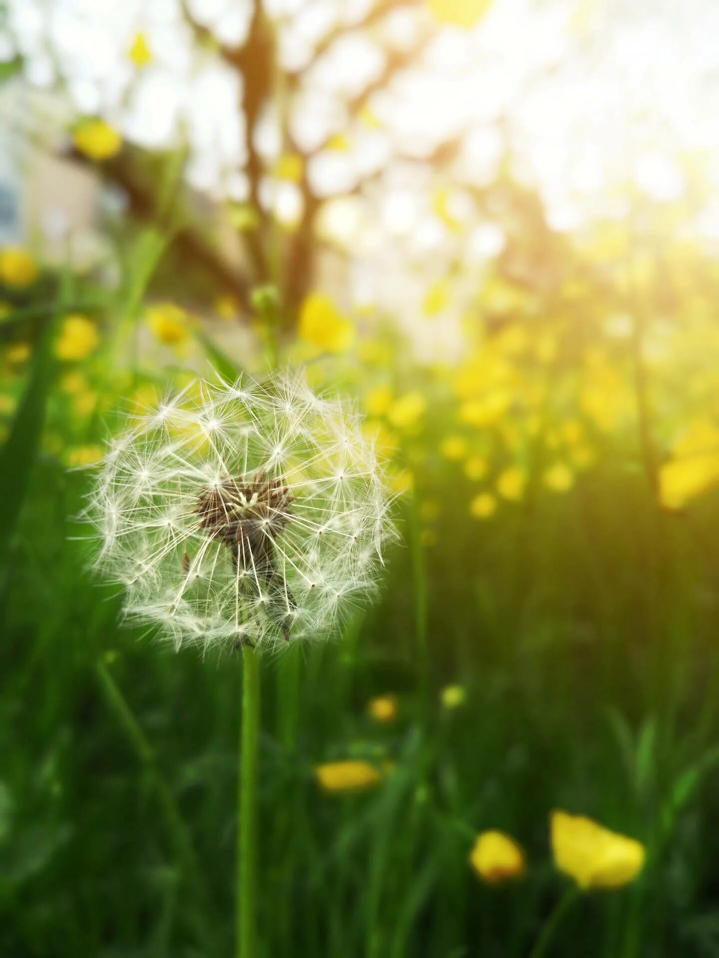 Картинки доброе утро позитивные красочные природа Download Dandelion 4k Hd Mobile Wallpaper Wallpapers.com