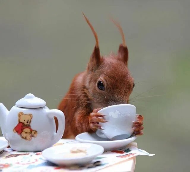 Картинки доброе утро позитивные с животными Pin by Lina Aguirre on Ardilla ▪ Happy squirrel, Squirrel appreciation day, Squi