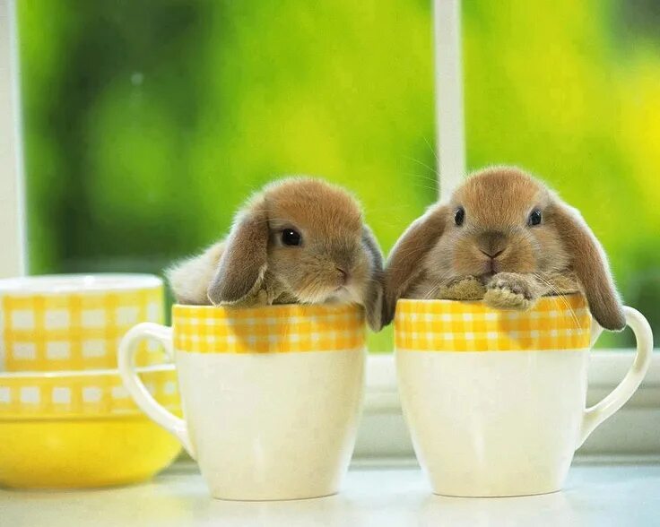 Картинки доброе утро позитивные с животными Pin op mascotas Grappige konijntjes, Schattige dieren, Grappige dieren