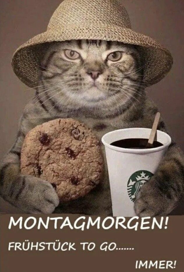 Картинки доброе утро прикольные котики октябрь Pin von Ronja Ronja auf Montags Sprüche ...... Lustige guten morgen bilder, Gute