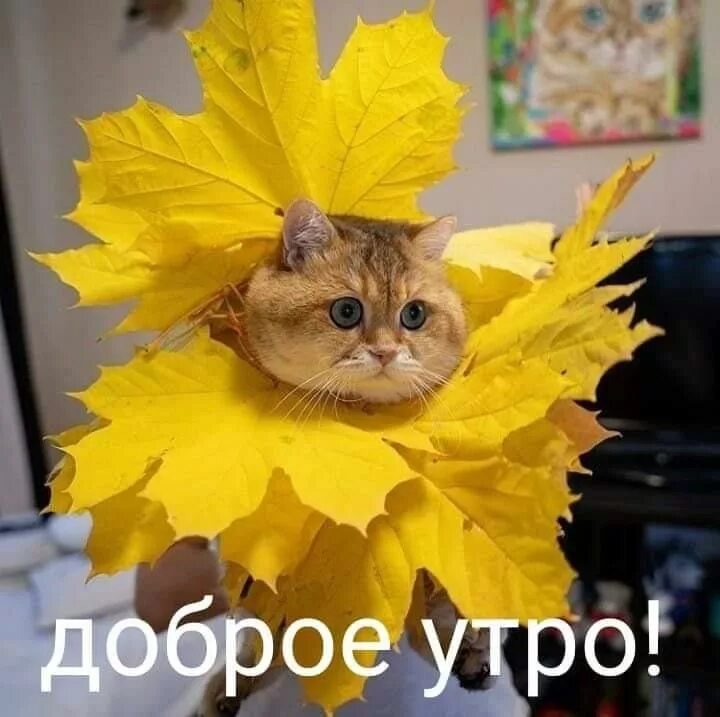 Картинки доброе утро прикольные котики октябрь Пин на доске Доброе утро Доброе утро, Утренние цитаты, Забавные подушки