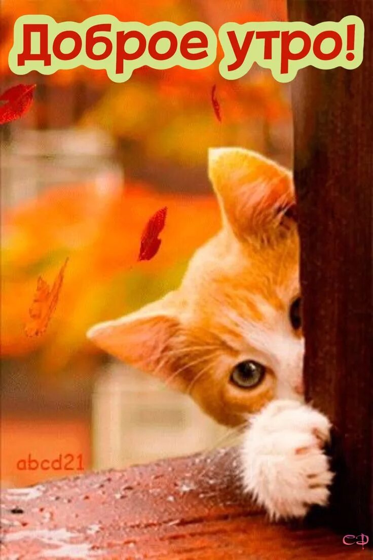 Картинки доброе утро прикольные котики октябрь Pin by Светлана on Доброе утро Morning cat, Good morning cat, Good morning anima