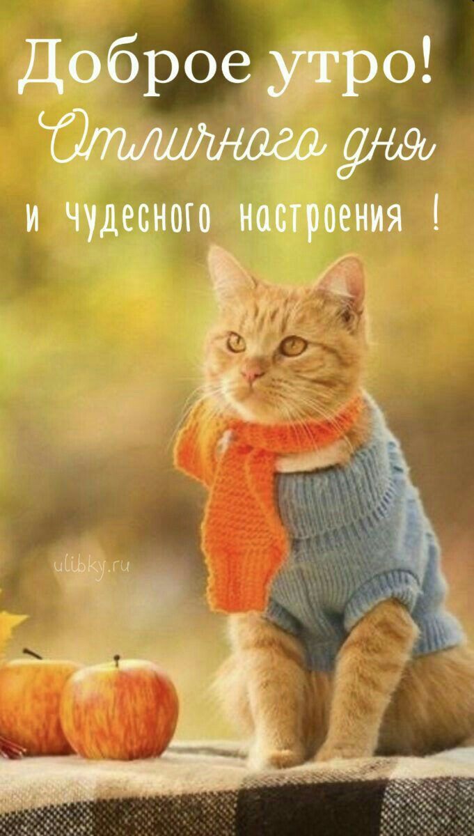 Картинки доброе утро прикольные котики октябрь Pin by Марина Марина on КОТЫ Cats, Good morning, Animals