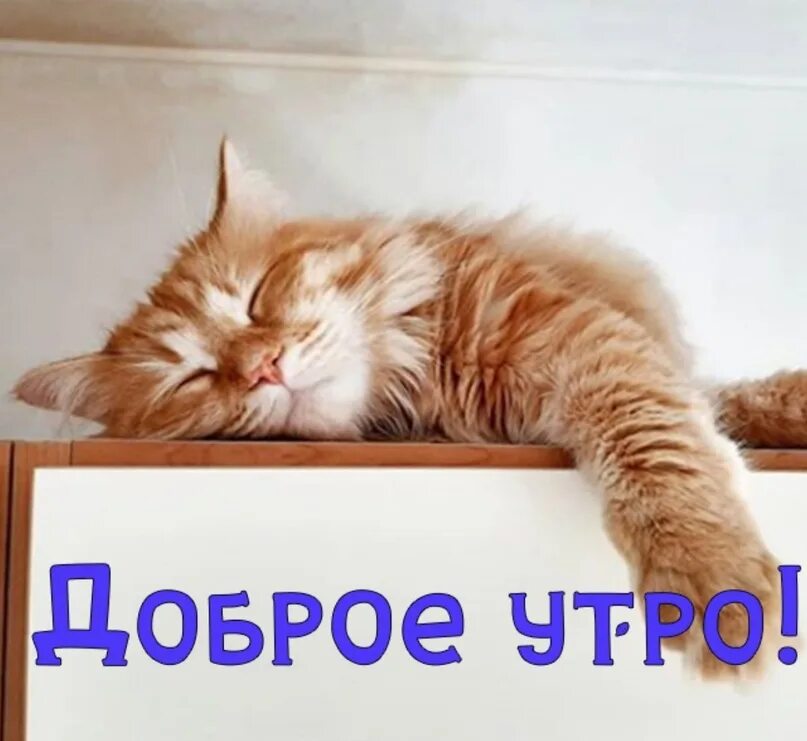 Картинки доброе утро прикольные котики октябрь Доброе утро друзья!!! Хорошего дня) 2023 ЧП Пермь ВКонтакте