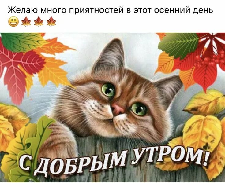 Картинки доброе утро прикольные котики октябрь Pin by Larisa26 on Картинки с надписью Cats, Good morning, Animals