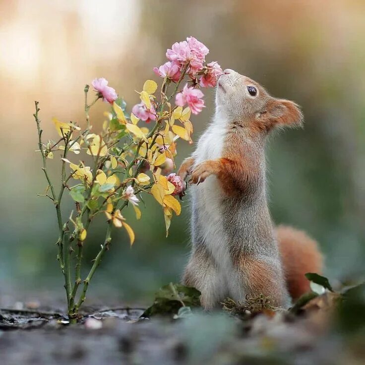 Картинки доброе утро природа и животные 50 Adorably Whimsical Wildlife Photos By Photographer Julian Rad - AnimalsBay An