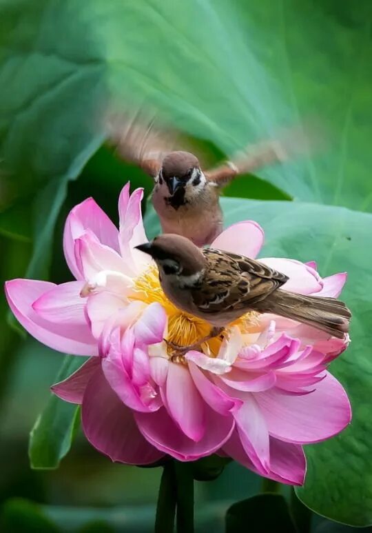 Картинки доброе утро природа и животные Pin by Anja Holm on Blumen Beautiful birds, Pet birds, Animals beautiful