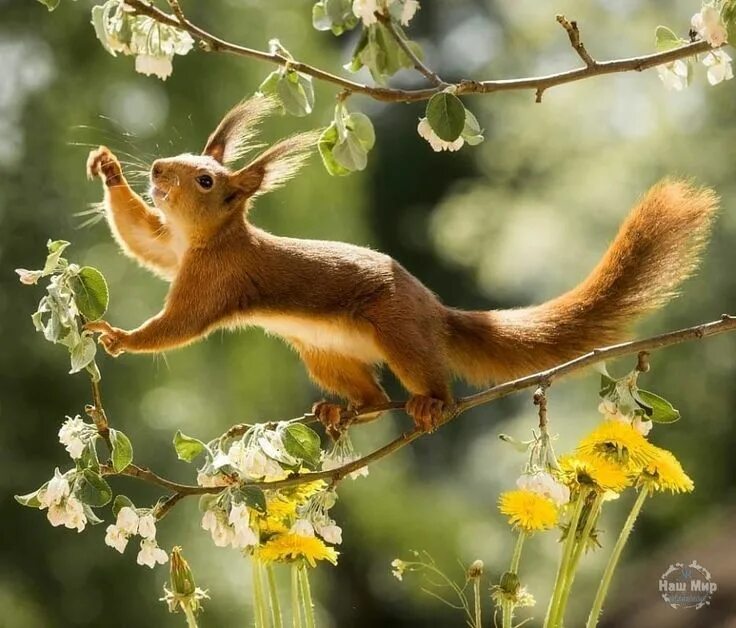 Картинки доброе утро природа и животные Pin by Olga W on Mäuschen u.a. Tierchen Squirrel pictures, Pretty animals, Anima
