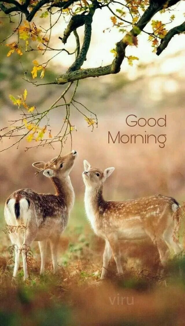 Картинки доброе утро природа и животные #Ridanaz #Goodmorning Good morning funny pictures, Morning pictures, Good mornin