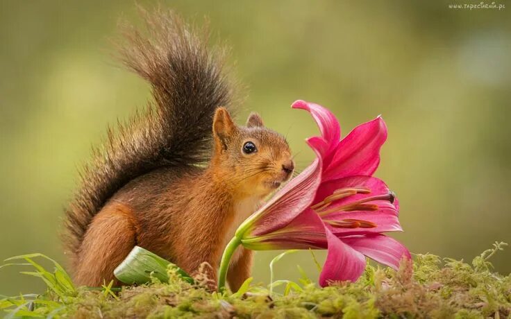 Картинки доброе утро природа и животные Wiewiórka, Lilia, Mech Funny squirrel pictures, Animals beautiful, Squirrel pict