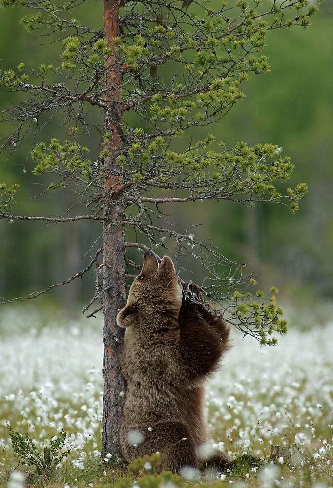 Картинки доброе утро природа и животные Braunbär beim Spielen