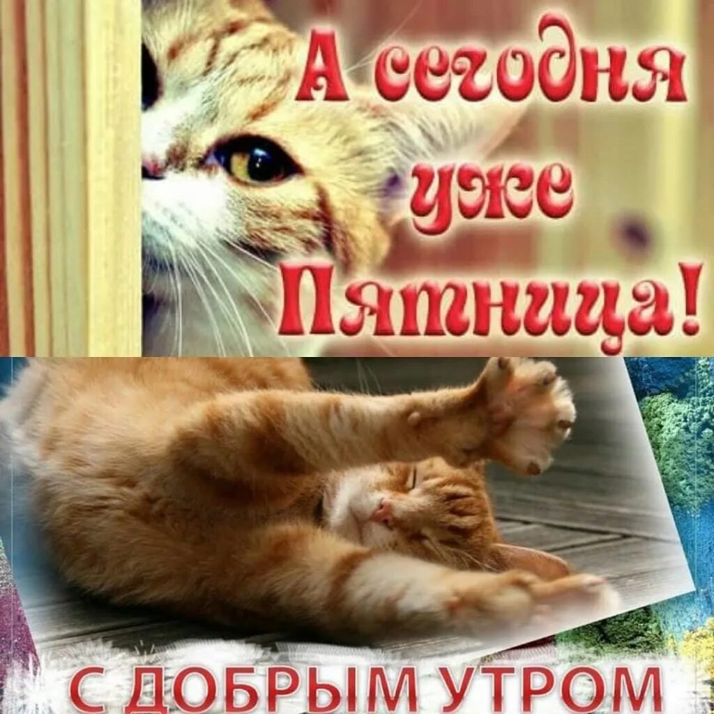 Картинки доброе утро пятницы прикольные скачать бесплатно Доброе утро, дорогие подписчики! Удачной вам пятницы! 2023 Сериалы на телеканале