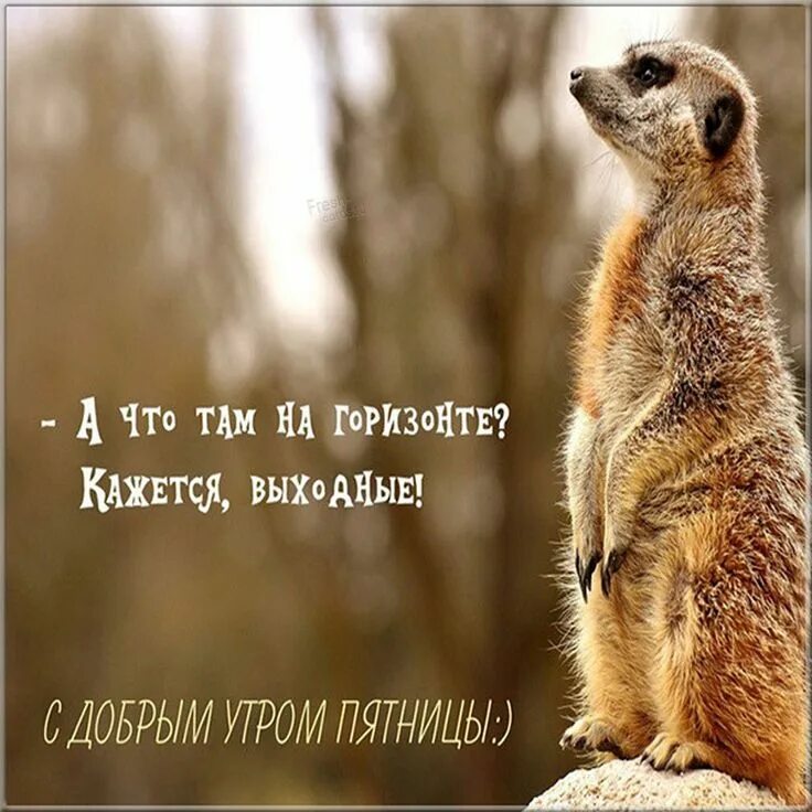 Картинки доброе утро пятницы прикольные скачать бесплатно Смешная картинка с добрым утром пятницы Доброе утро, Утро пятницы, Христианские 