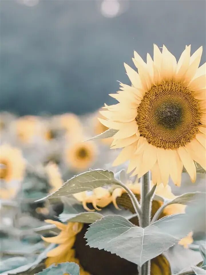 Картинки доброе утро с подсолнухами красивые Скачать обои field, nature, flowers, plants, sunflowers, flowering, macros, разд