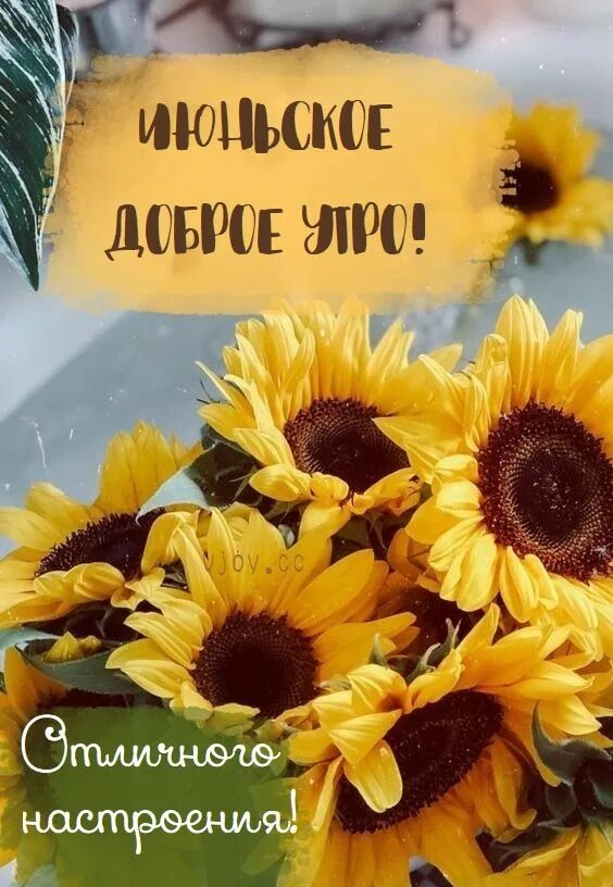 Картинки доброе утро с подсолнухами красивые Пин на доске Доброе утро