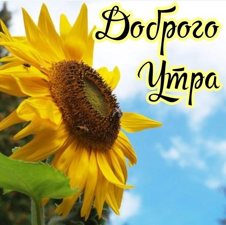 Картинки доброе утро с подсолнухами красивые Доброе утро, жители Егорлыкского района! Сегодняшний день просто обязан быть пре