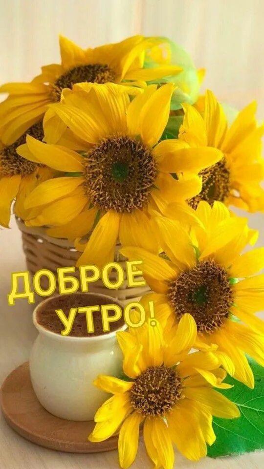 Картинки доброе утро с подсолнухами красивые Pin di Sina su Смайлки Buongiorno, Buonanotte