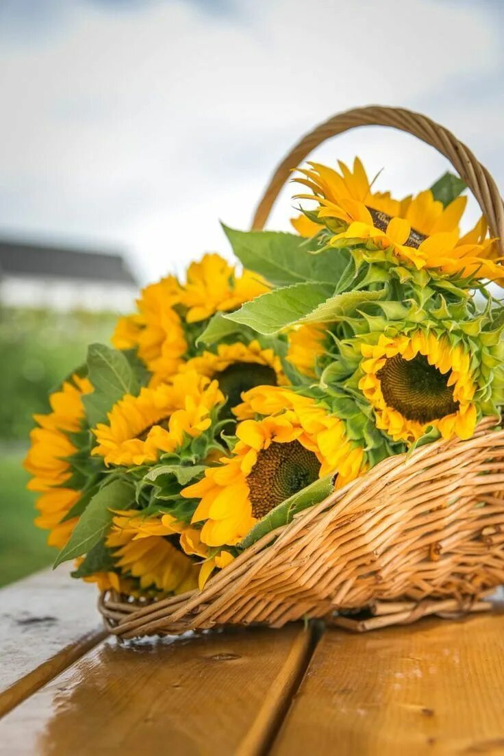 Картинки доброе утро с подсолнухами красивые Today. Beautiful bouquet of flowers, Amazing flowers, Good morning flowers