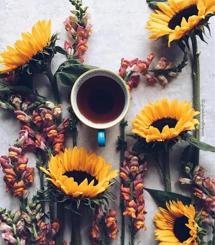 Картинки доброе утро с подсолнухами красивые Pin by Normiux on coffee time Sunflower, Coffee art, Sunflower wallpaper