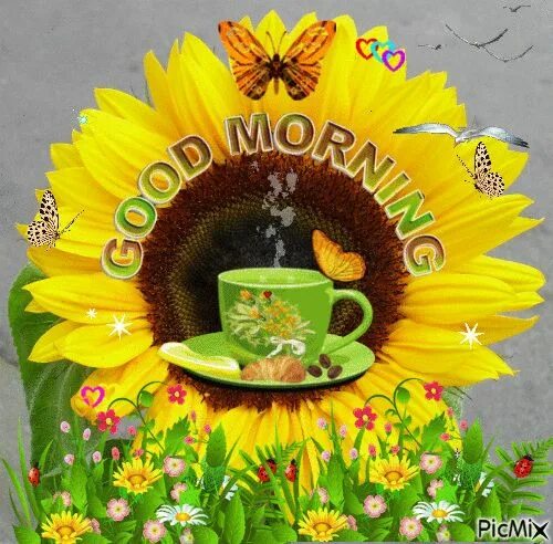 Картинки доброе утро с подсолнухами красивые Big Sunflower Good Morning Gif good morning gif sunflower good morning good morn