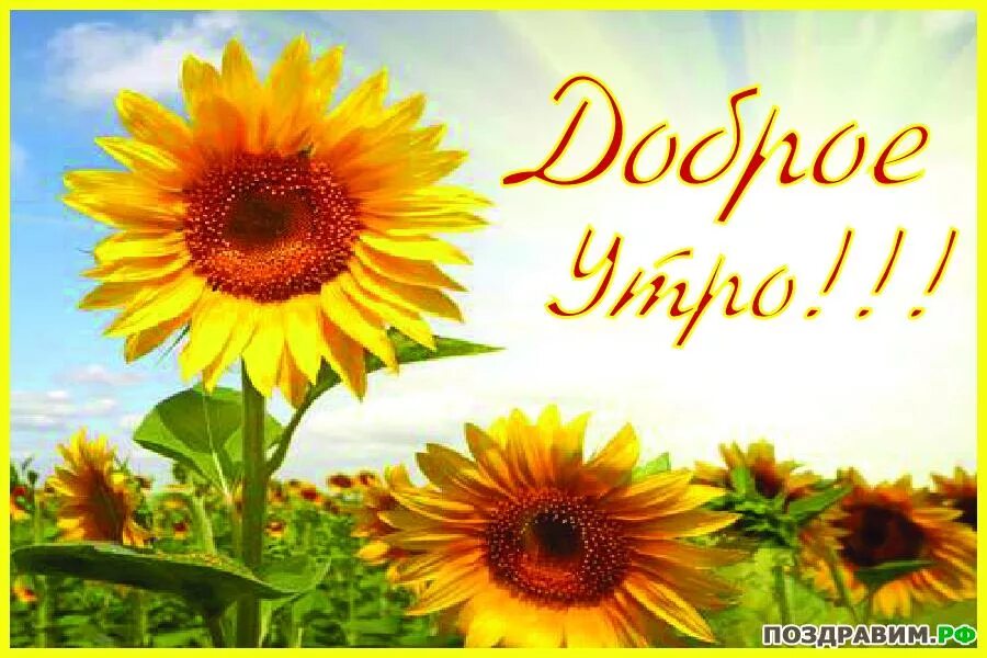 Картинки доброе утро с подсолнухами красивые Доброе УТРО!!! Мои дорогие ДРУЗЬЯ!