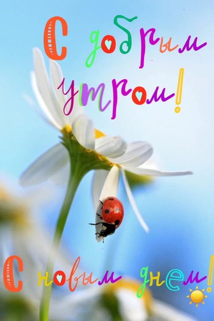 Картинки доброе утро страна позитивные Pin on Доброе утро Beautiful flowers pictures, Good morning, Good morning greeti