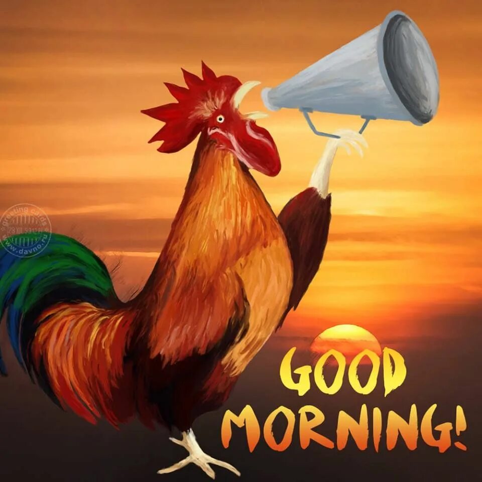 Картинки доброе утро веселые смешные красивые Country Life Brand - Last morning of 2018! Time flies Facebook Доброе утро, Карт