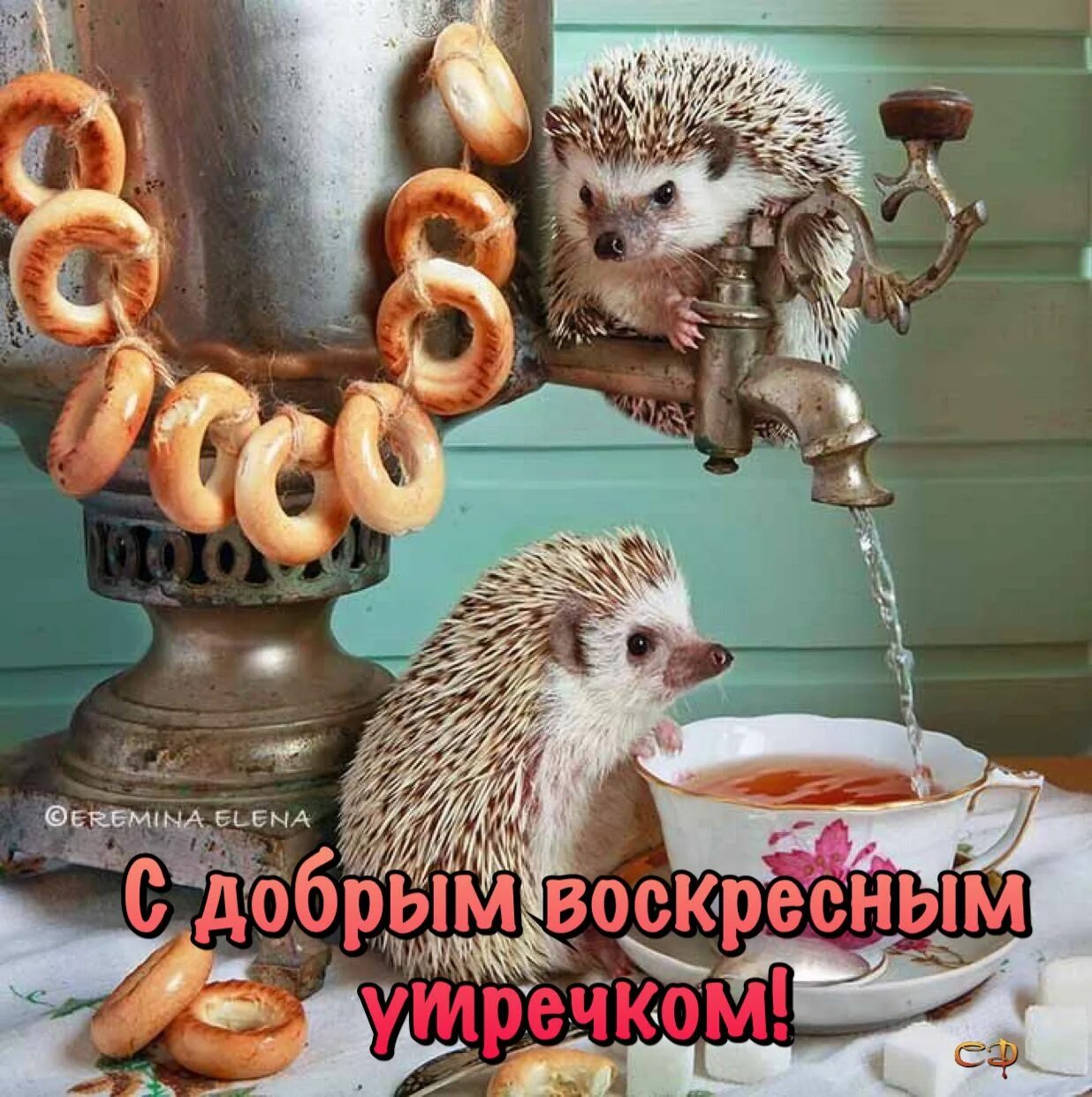 Картинки доброе утро веселые смешные красивые Пин от пользователя Светлана на доске Дни недели Ежики, Смеющиеся животные, Фото