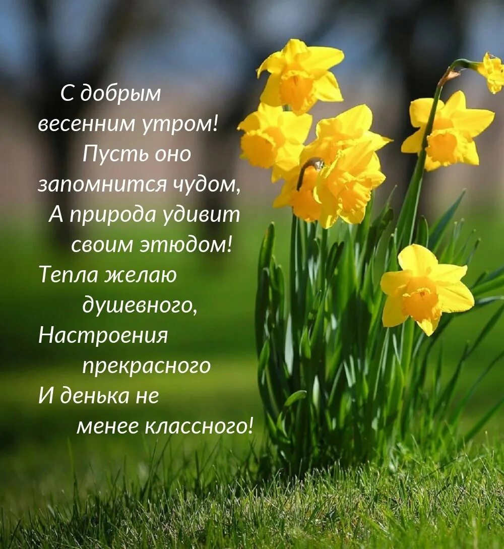Картинки доброе утро весенние красивые с пожеланиями Доброе весеннее утро (74 фото)