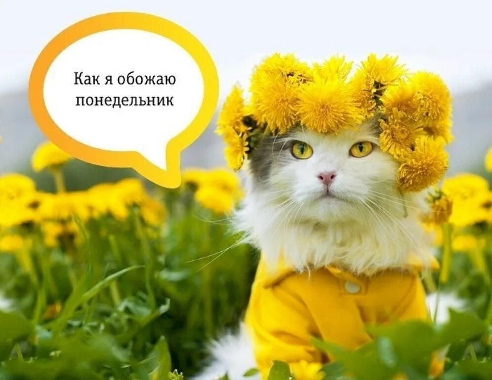 Картинки доброе утро весенние прикольные поднимающие Доброе утро, доброго понедельника, легкой недели:) 2024 Люблю свою семью ВКонтак