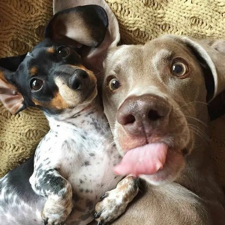 Картинки доброе животные забавные Best selfie ever!!!! :hearts: Cute dogs, Cute puppies, Funny animal pictures