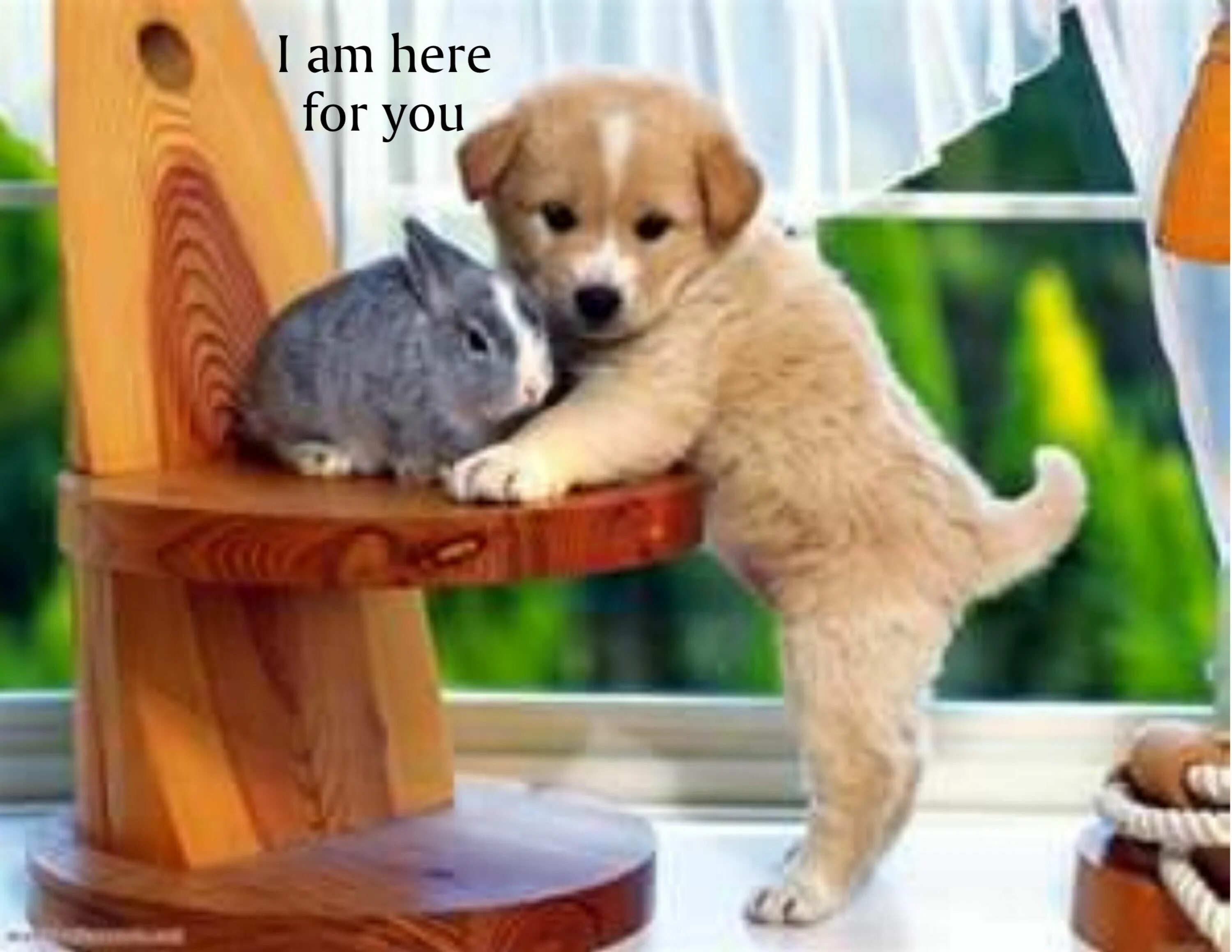 Картинки доброе животные забавные Ultra Microfiber Cleaning Cloths, Towels, Mop System Baby animals pictures, Baby