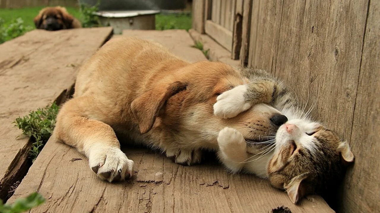 Картинки доброе животные забавные Dog vs Cat Forever Love So Cutes Much - Animal Life - YouTube
