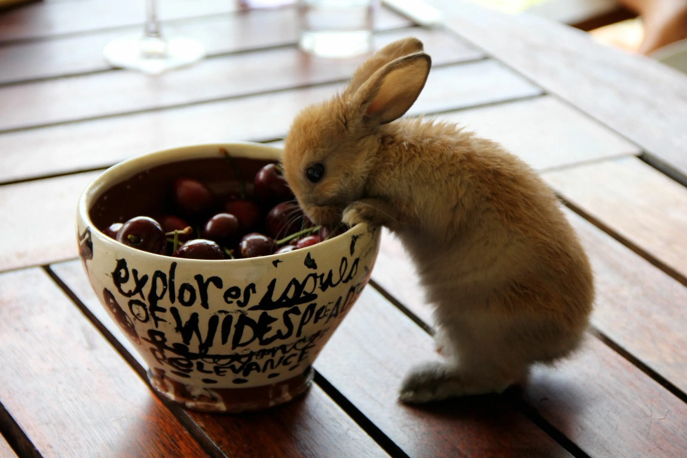 Картинки доброе животные забавные teeeny bunnyyyyy! Fluffy animals, Young rabbit, Rabbit pictures
