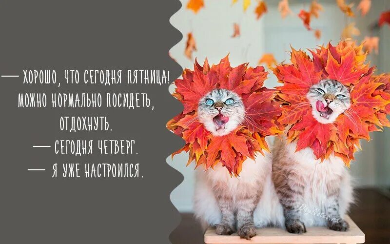Картинки доброго дня осенние прикольные позитивные Открытка Сегодня Четверг