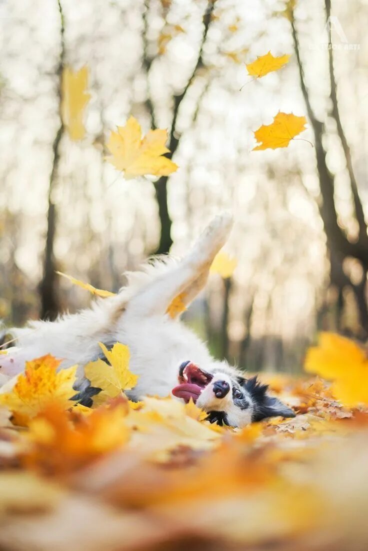 Картинки доброго дня осенние прикольные позитивные Dog playing with Yellow leafs Autumn animals, Fall dog, Animal photography