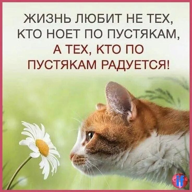 Картинки доброго дня с позитивными высказываниями Запомни! Картинки с текстом #демотиваторы #постеры nfrifkqssdxn webrbzeauhdo aqd
